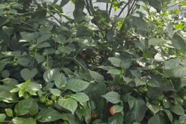 Wiri wiri pepper purchase