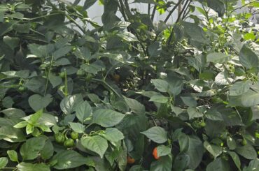 Wiri wiri pepper purchase