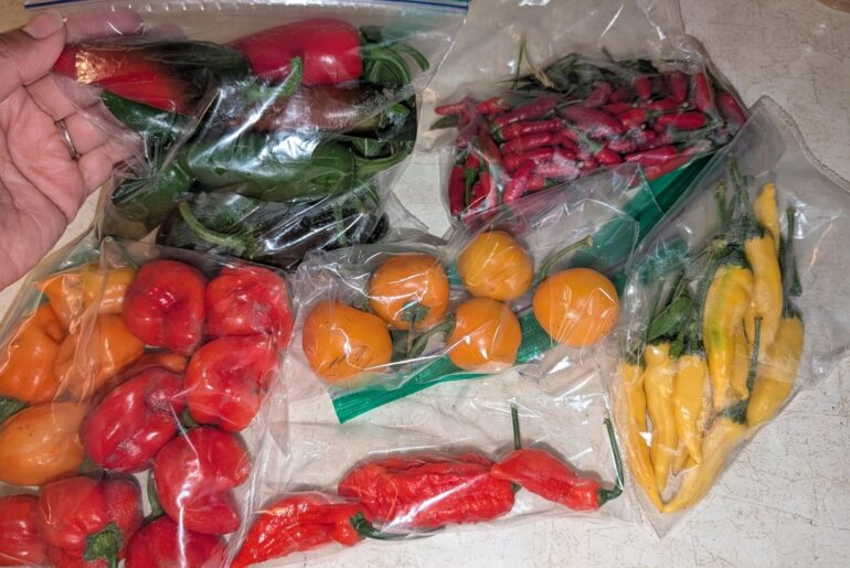 Husband's coworker gifted us some hot peppers