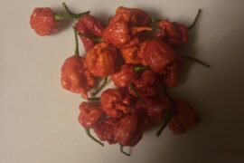 Holy Harvest