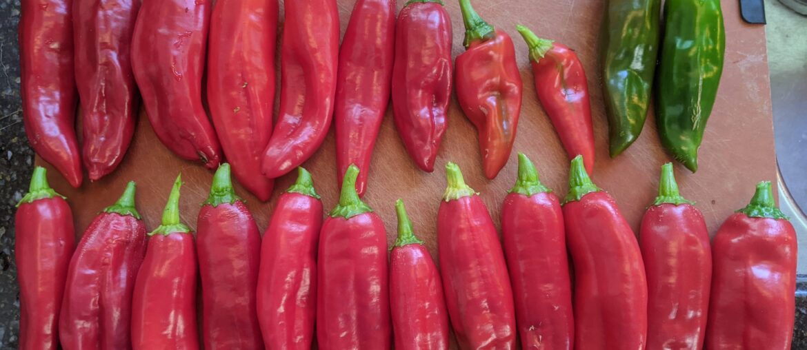 this year's guajillo (mirasol?) harvest