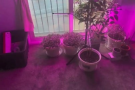 Pepper fun