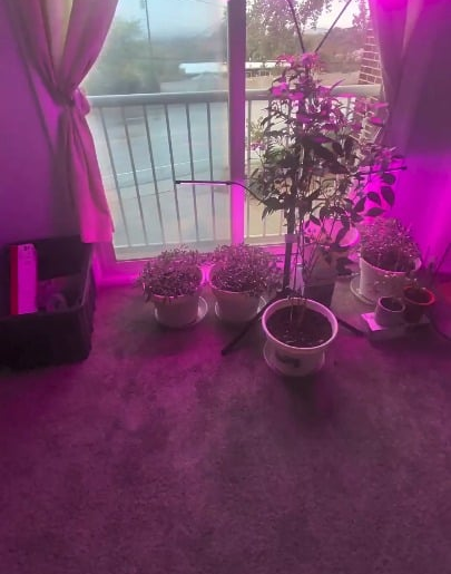 Pepper fun