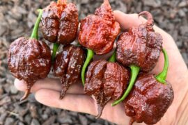 Chocolate Razorbacks