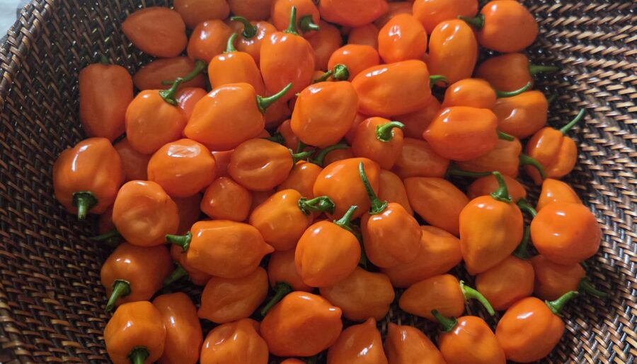 Last orange habanero haul of the year. Any creative ideas?