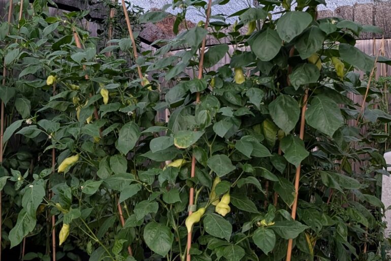 Sugar Rush Peach's growing
