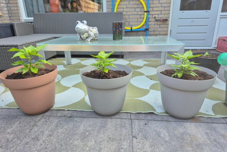 First year growning my own peppers