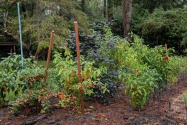 Fall pepper Garden looking pretty