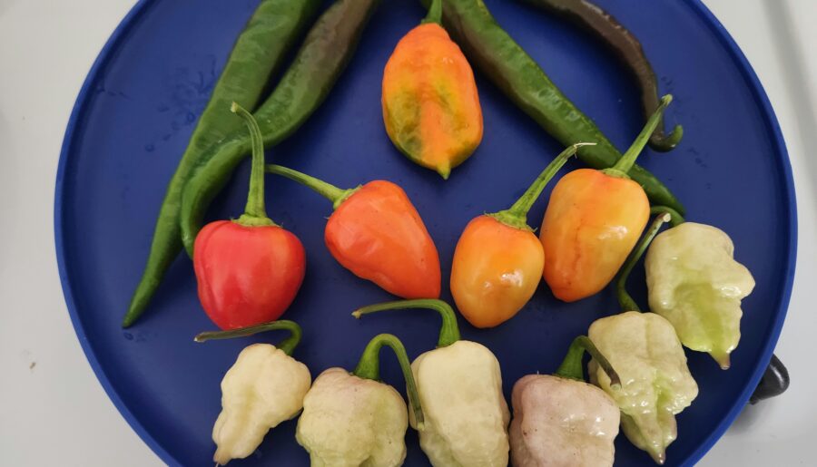 Today’s harvest