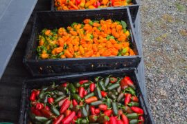 I grew more peppers this year than ever before in my life, and wanted to share some photos with you guys. Also, some questions
