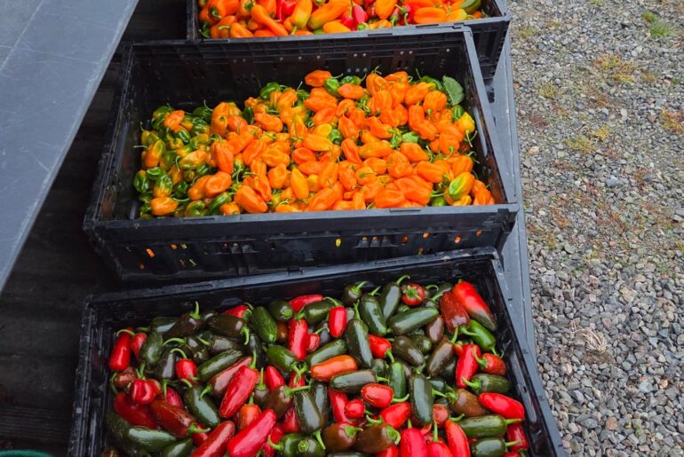 I grew more peppers this year than ever before in my life, and wanted to share some photos with you guys. Also, some questions