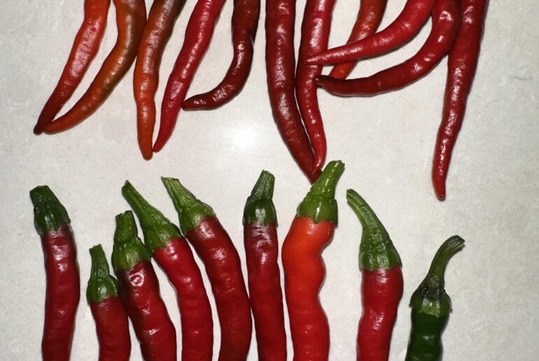 My first harvest looking good