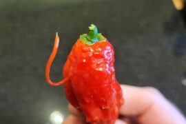 My ghost pepper has a tail