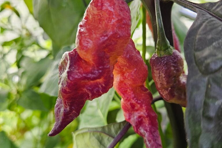 Growing Nazguls Breakfast and have no idea when they are ripe?