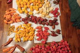 Beautiful variety
