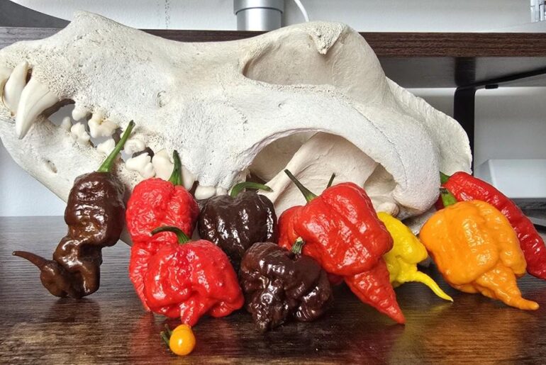 Varieties grown this season
