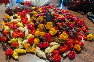 Year end harvest. Over 11 lbs of super hots