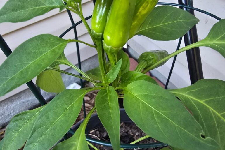 Thai and Shishito Hybrid?