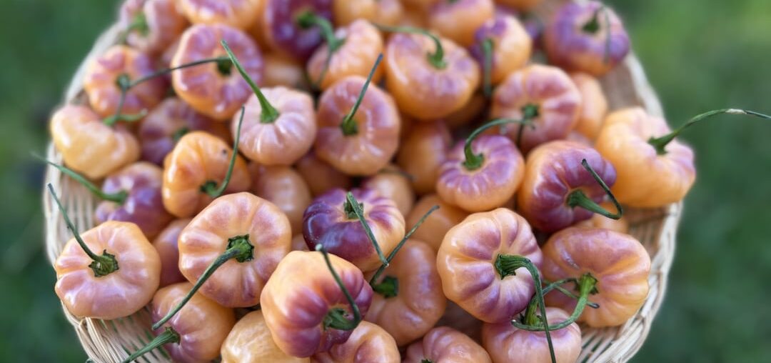 Fairytale Cachucha harvest