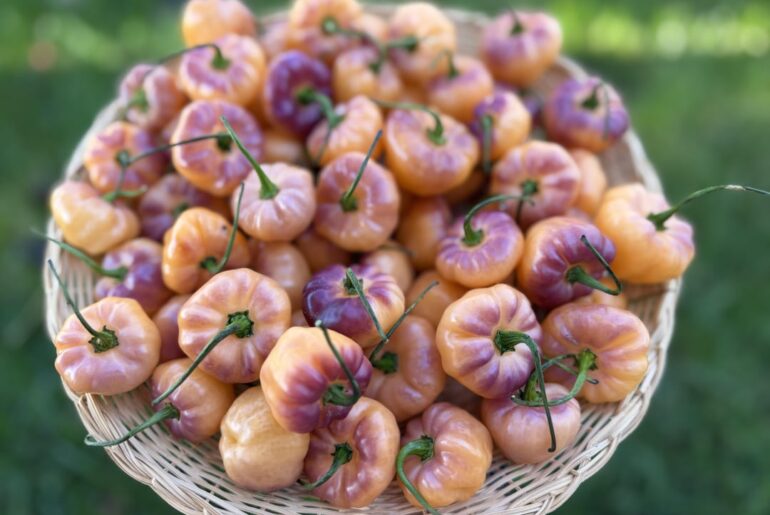 Fairytale Cachucha harvest