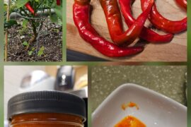 My first time making hot sauce from my homegrown peppers!