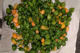 288 (mostly) green Habs - how to use?