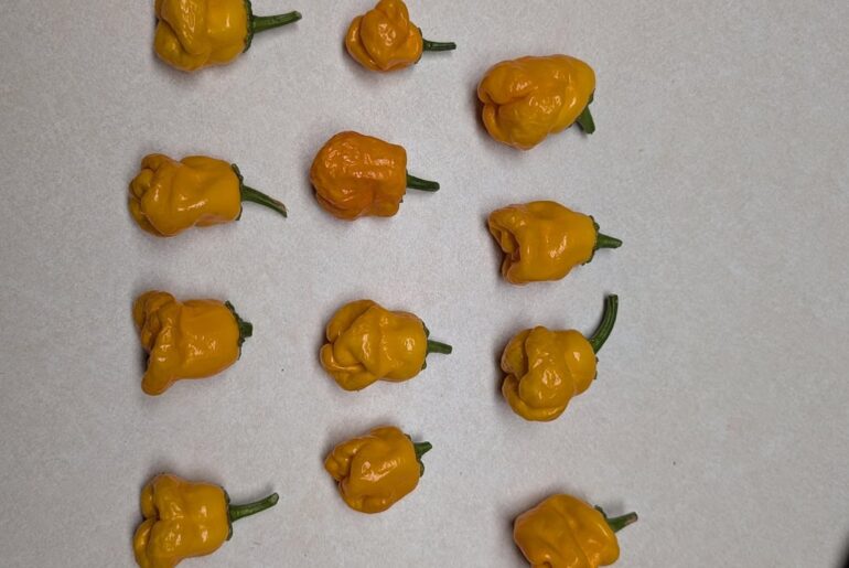 Scotch bonnets or not?