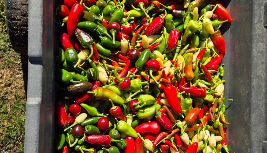 End of season pepper pickings!