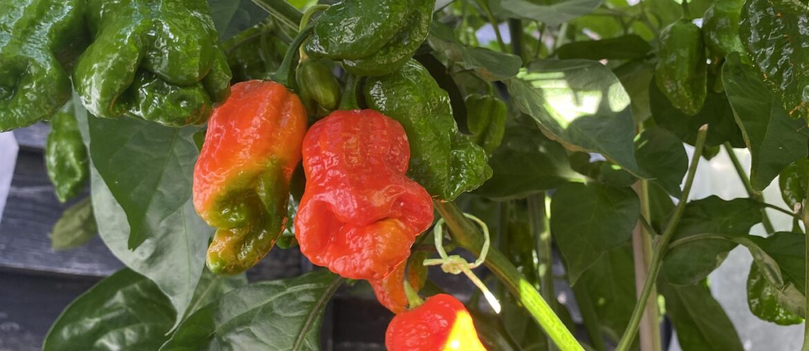 Ripening?