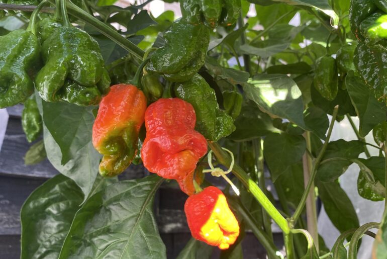 Ripening?