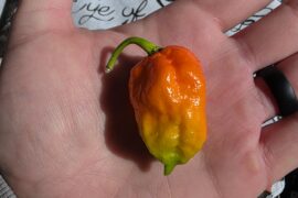 Neat color on this ghost pepper!