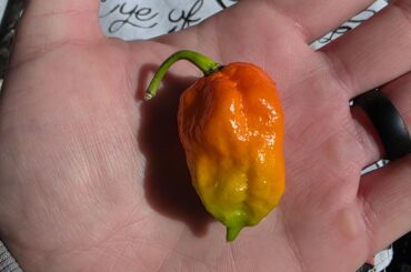 Neat color on this ghost pepper!