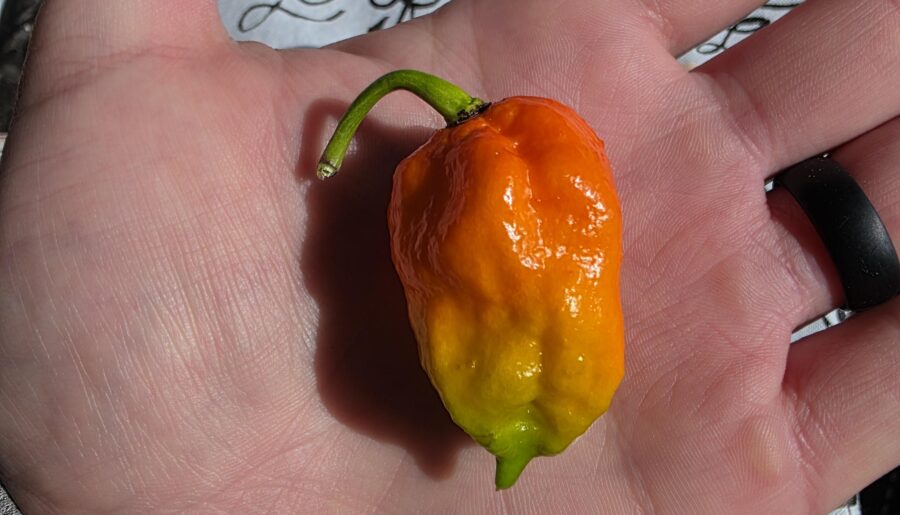 Neat color on this ghost pepper!