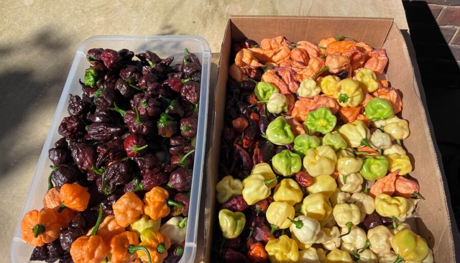 Final and largest harvest of the season
