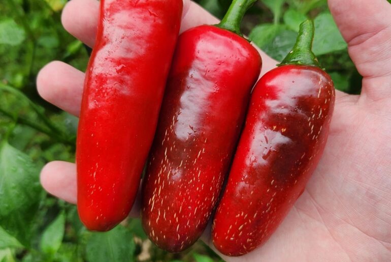 Some of the best peppers from this year