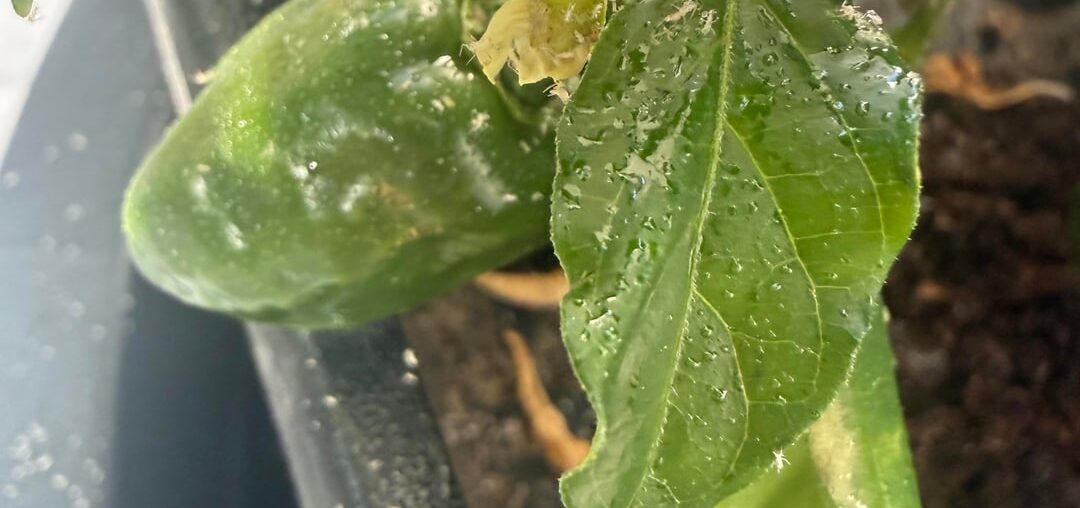 Help me with this plague
