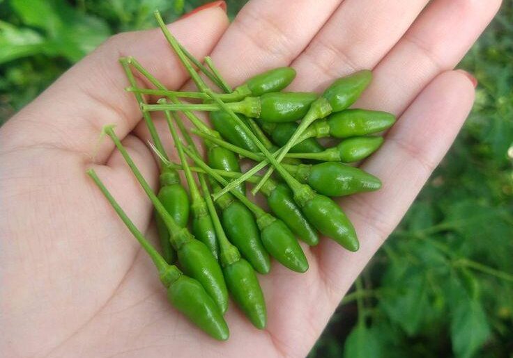 What do you call this in your country? It’s really spicy, by the way. I have a hard time finding it in my country.