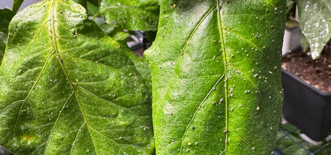 What do aphids look like?