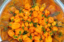 Habanero yeild on a random Monday